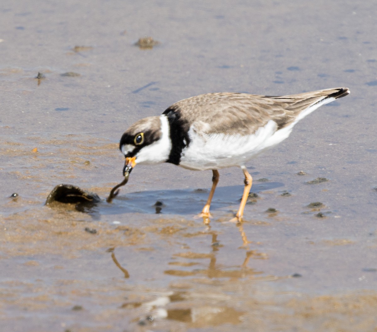 Semipalmated Plover - ML619345794