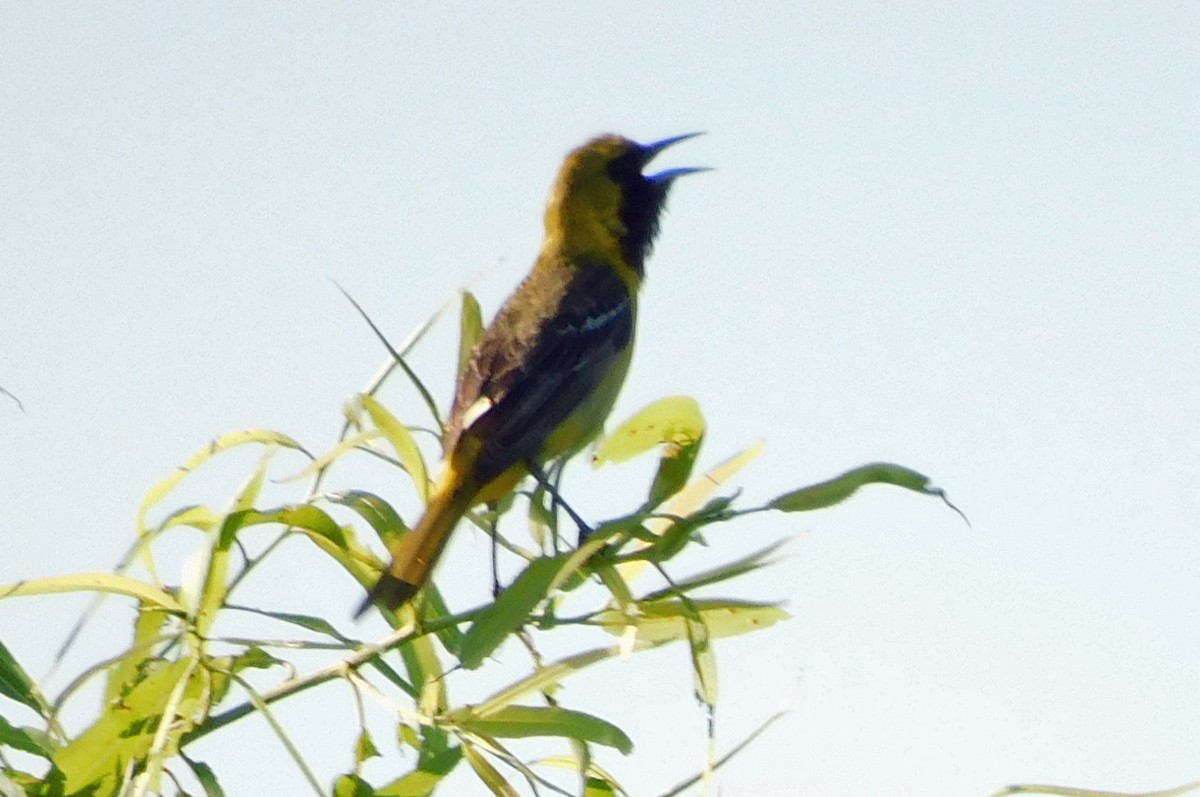 Orchard Oriole - ML619345805