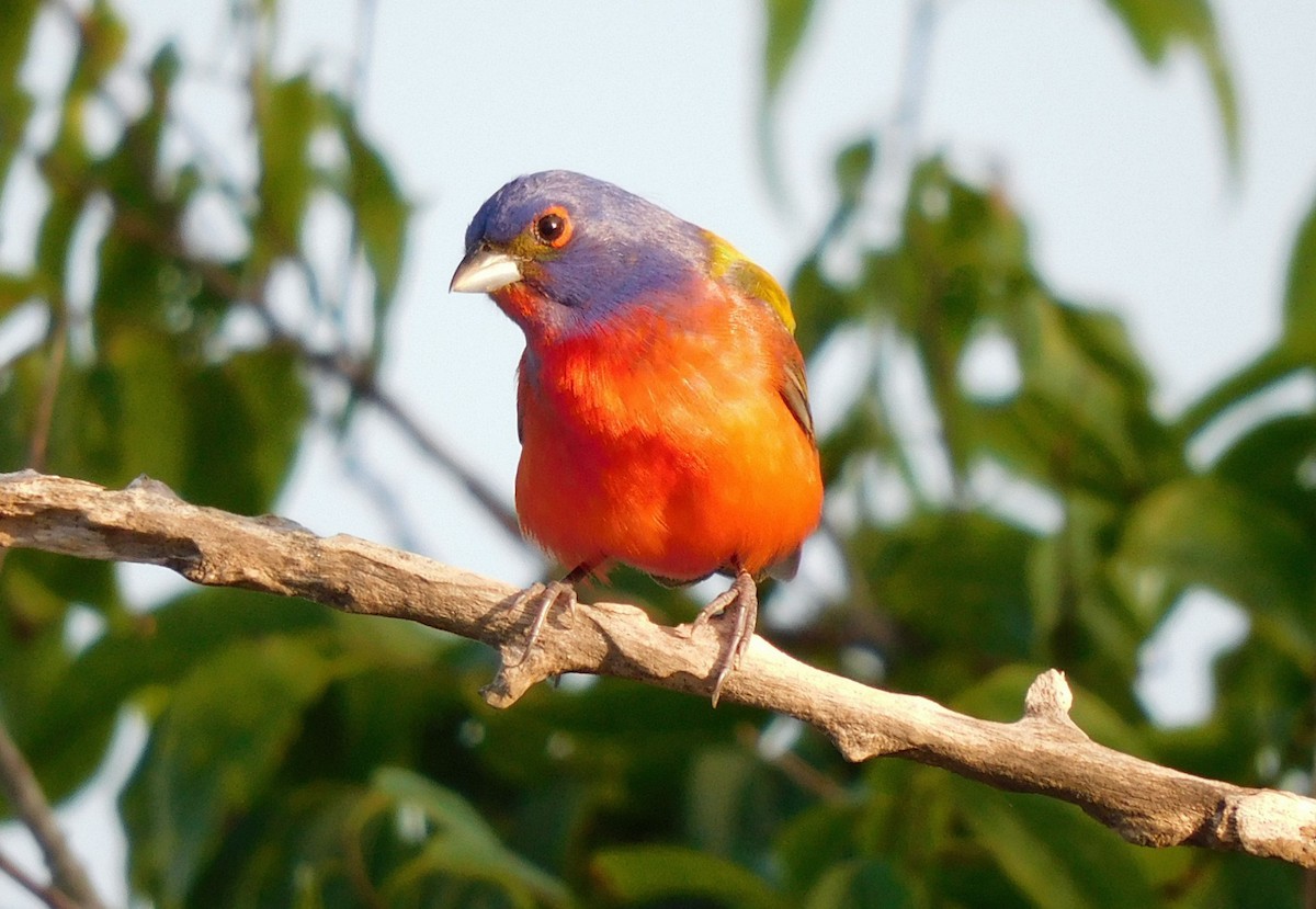 Painted Bunting - ML619345832