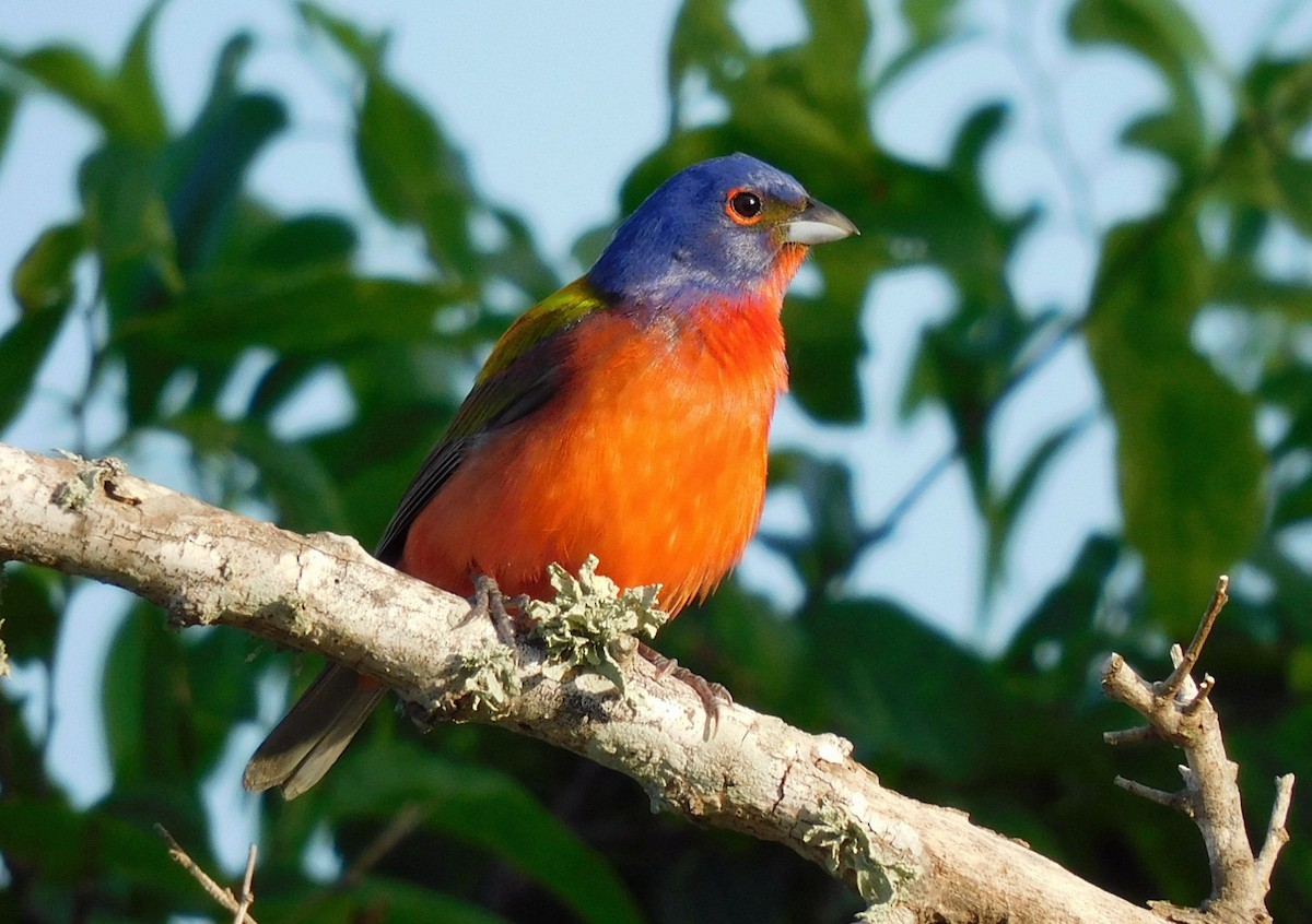 Painted Bunting - ML619345833