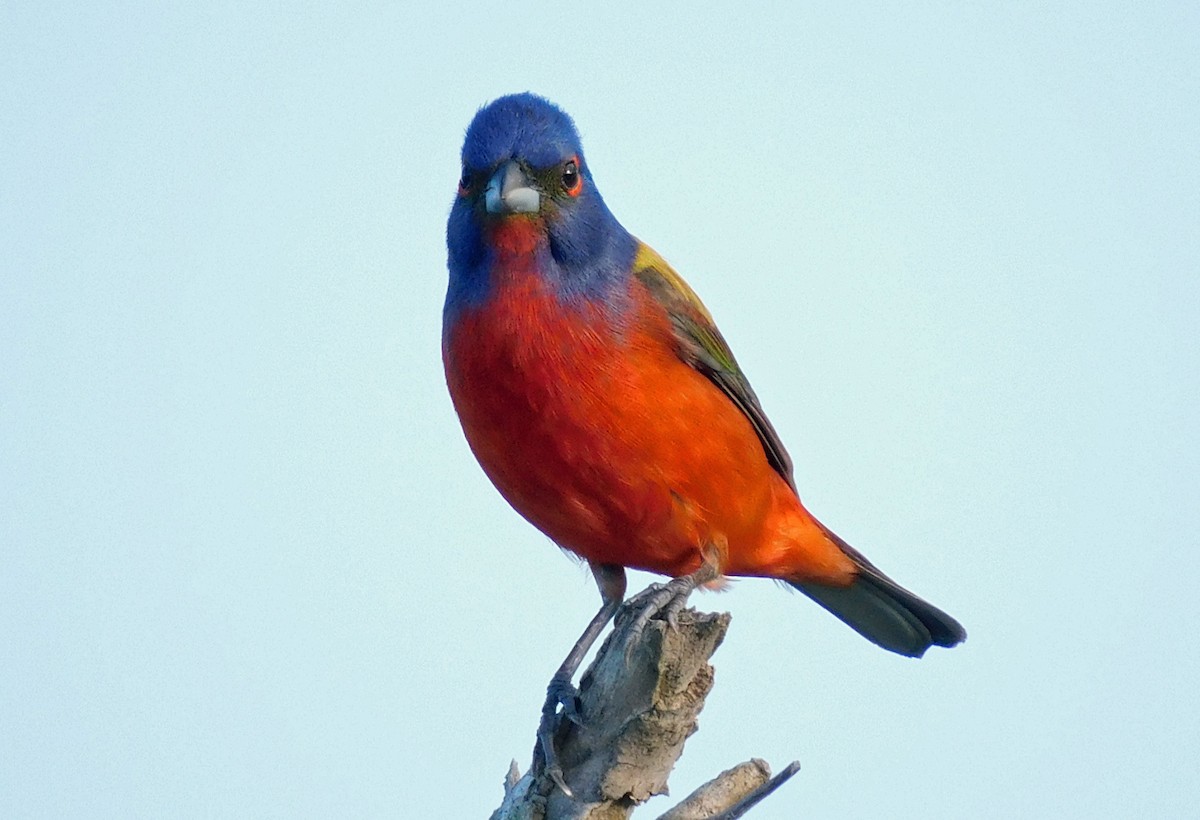 Painted Bunting - ML619345835
