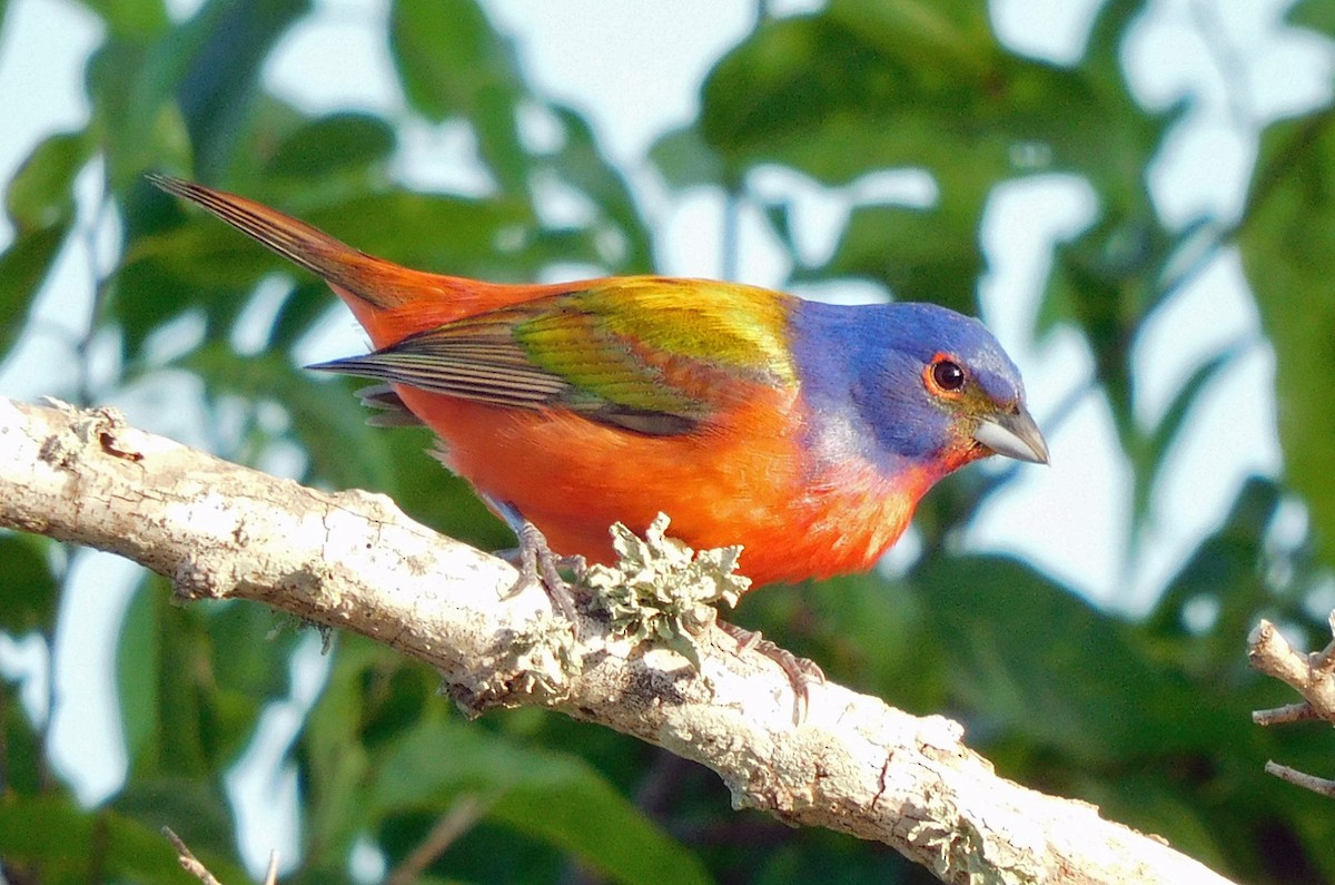 Painted Bunting - ML619345836