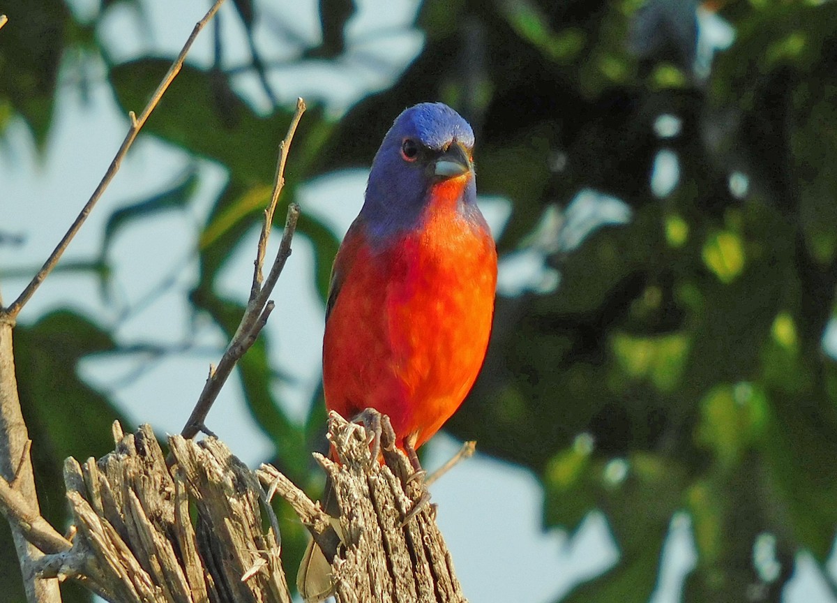 Painted Bunting - ML619345837