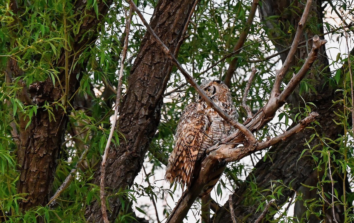 Great Horned Owl - ML619345871
