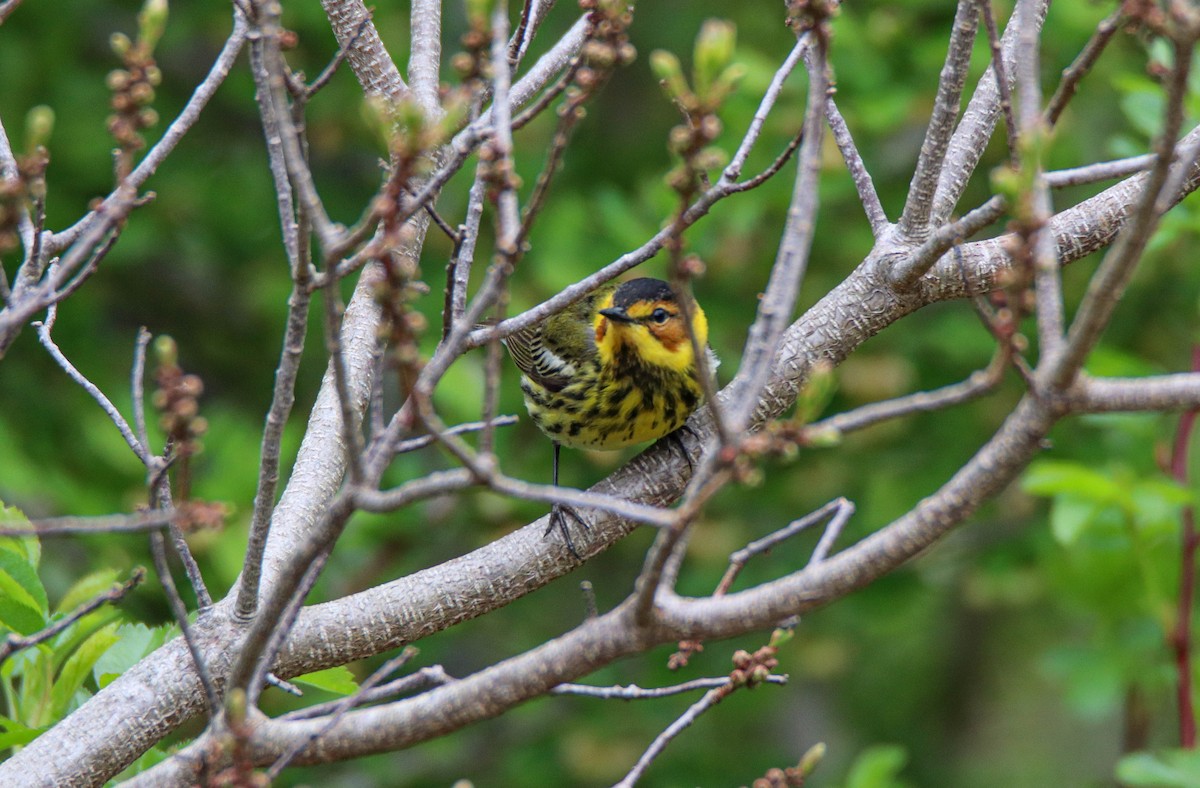Cape May Warbler - ML619345879
