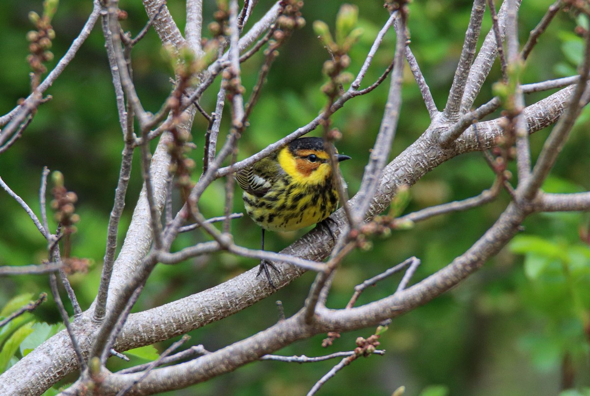 Cape May Warbler - ML619345881
