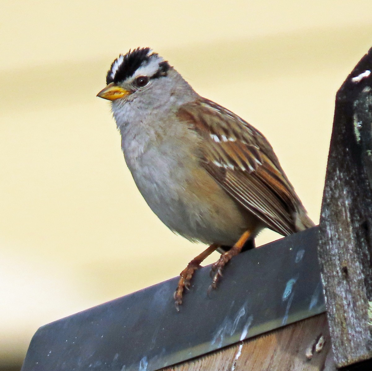 White-crowned Sparrow - ML619345895