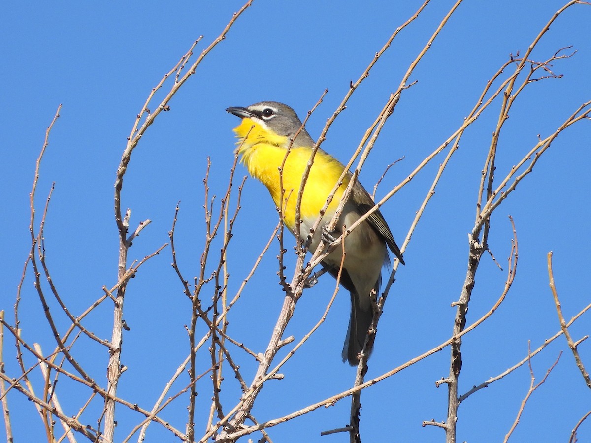 Yellow-breasted Chat - ML619345904