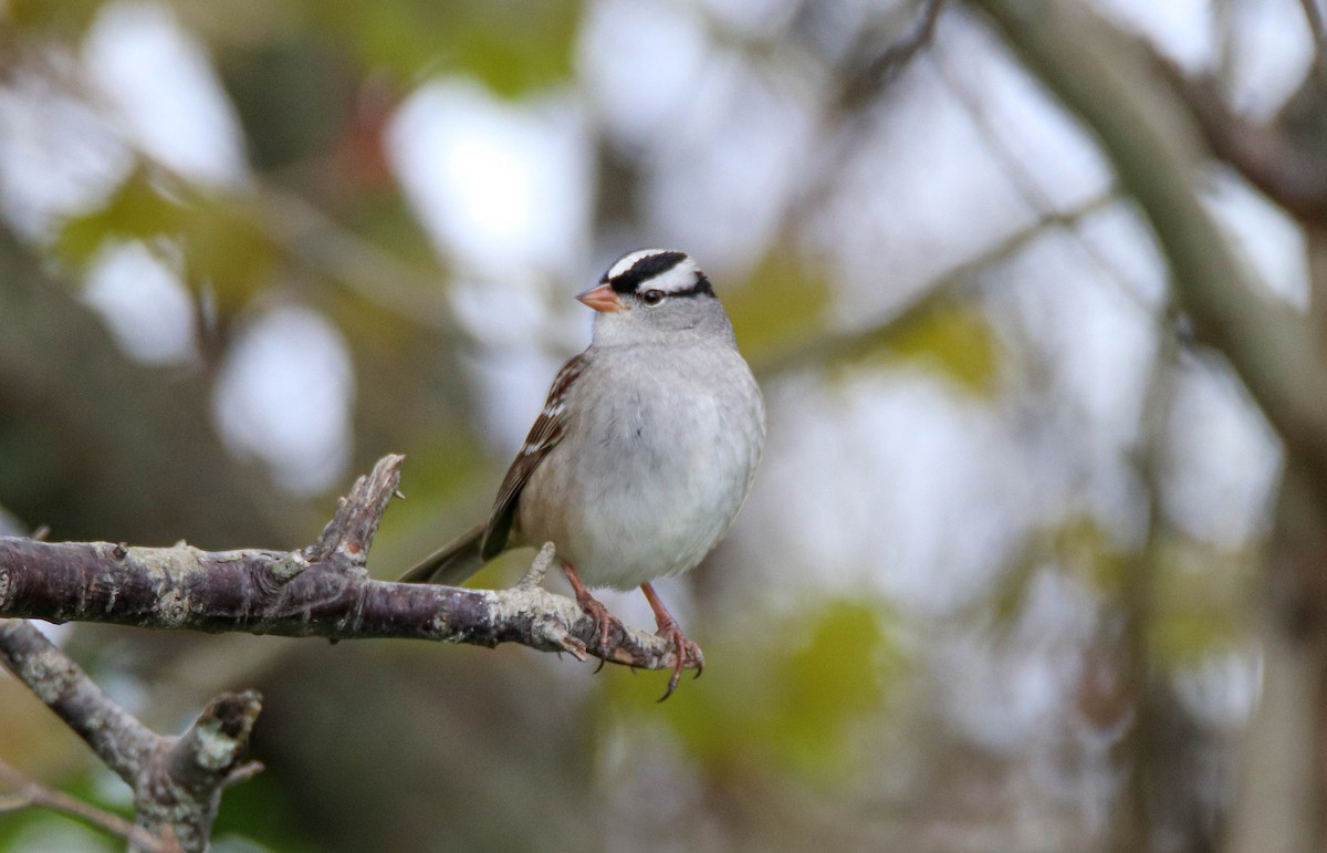 White-crowned Sparrow - ML619345946