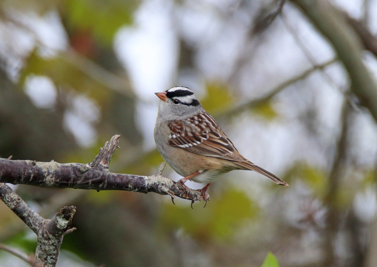 White-crowned Sparrow - ML619345947