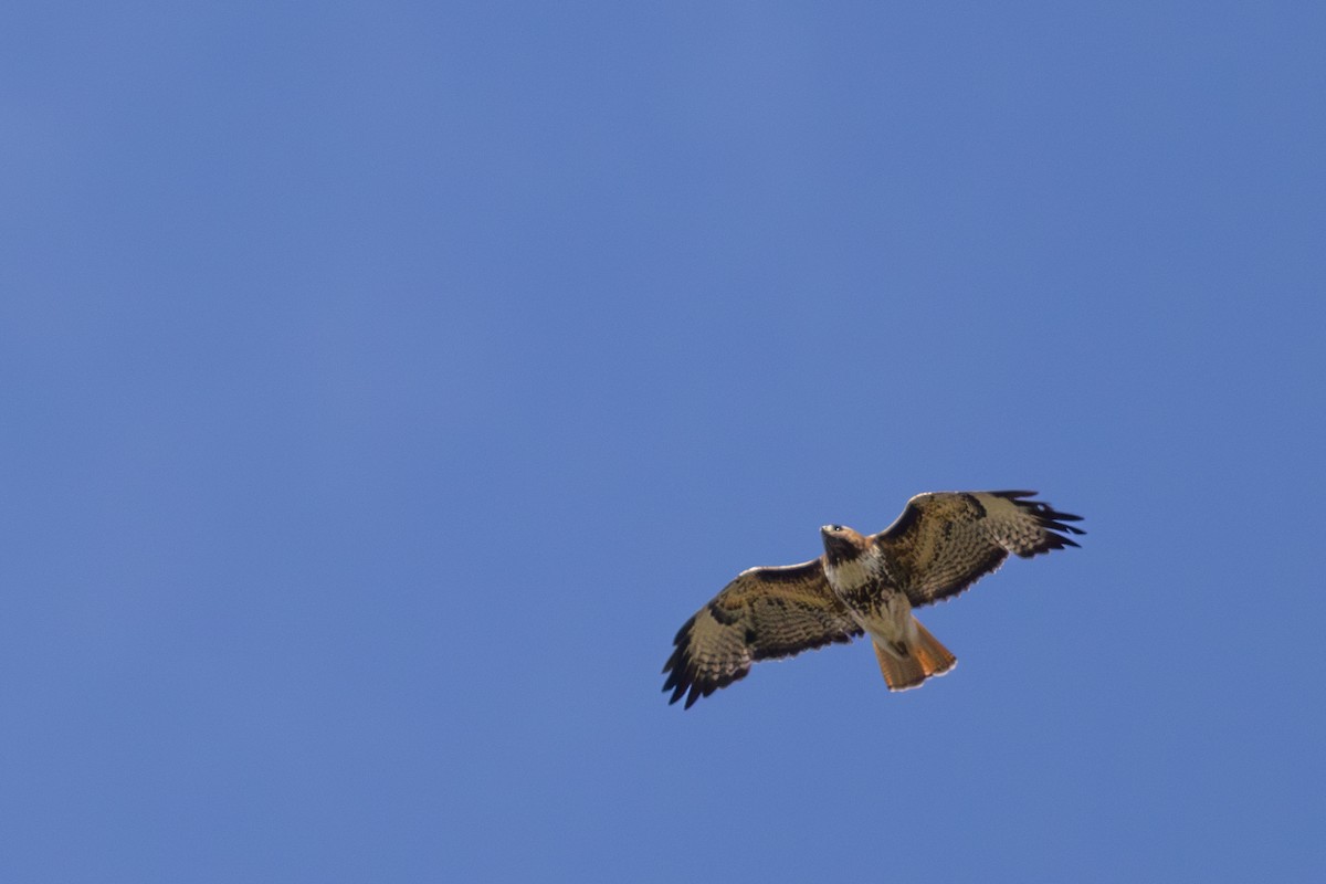 Red-tailed Hawk - ML619345950