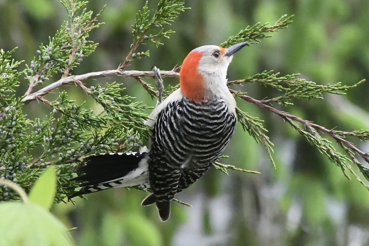 Red-bellied Woodpecker - ML619345956