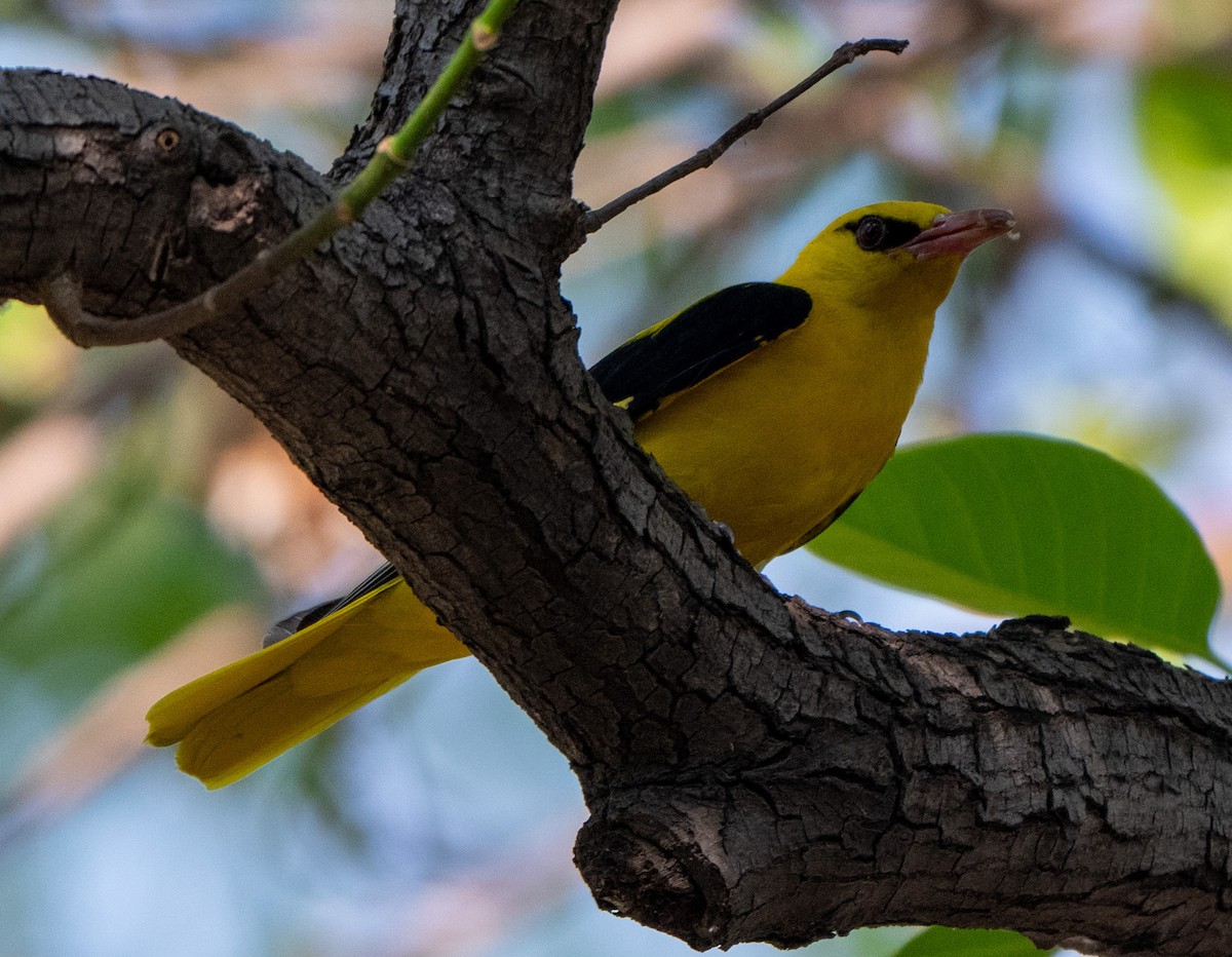 Indian Golden Oriole - ML619345981