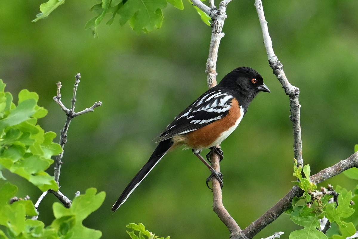 Spotted Towhee - ML619345982