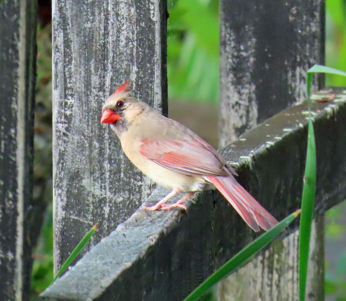 Cardinal rouge - ML619345986