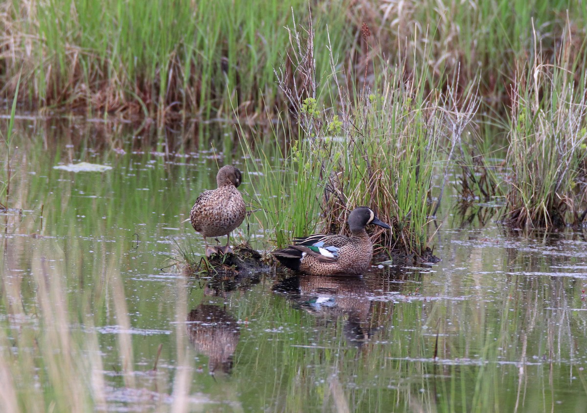 Blue-winged Teal - ML619346087