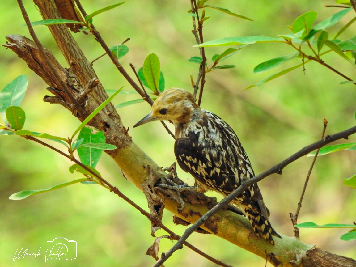 Yellow-crowned Woodpecker - ML619346139