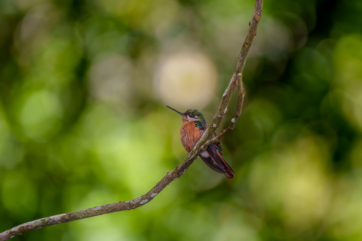 kolibřík brazilský - ML619346162