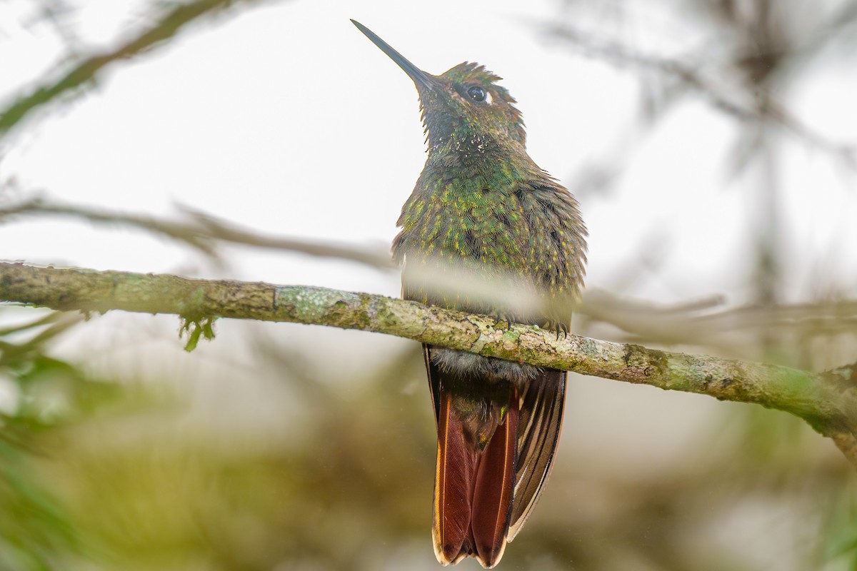 kolibřík brazilský - ML619346163