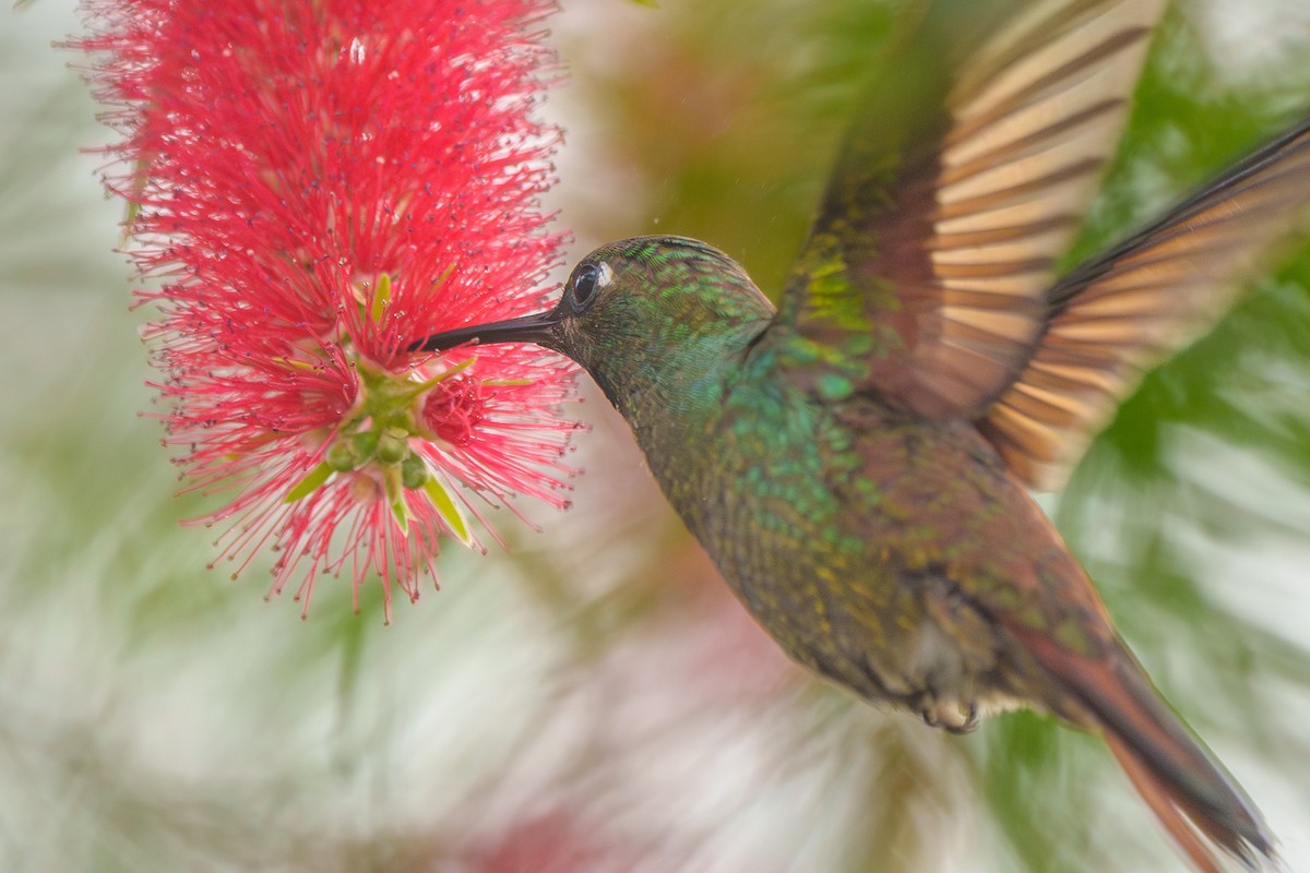 kolibřík brazilský - ML619346164