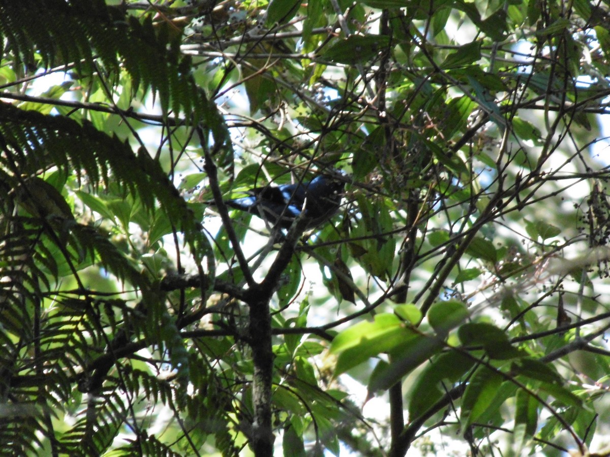 Blue-and-black Tanager - ML619346190