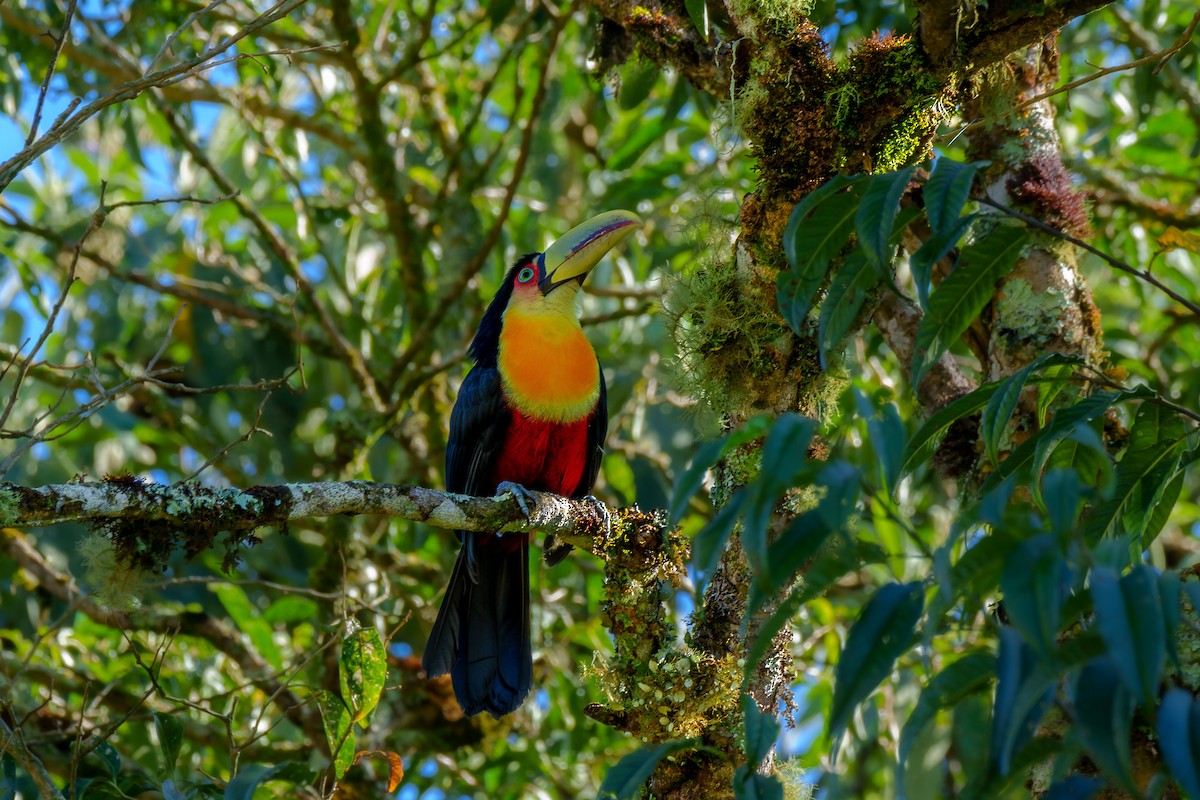 Red-breasted Toucan - ML619346236