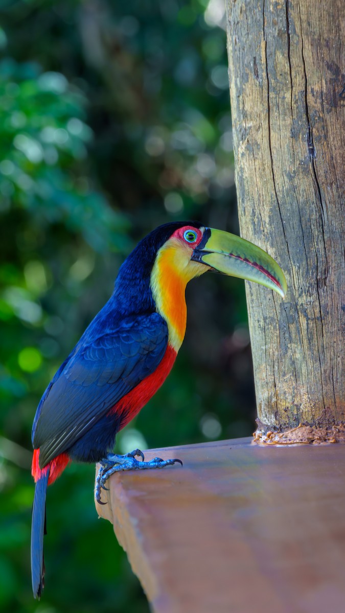Red-breasted Toucan - ML619346240