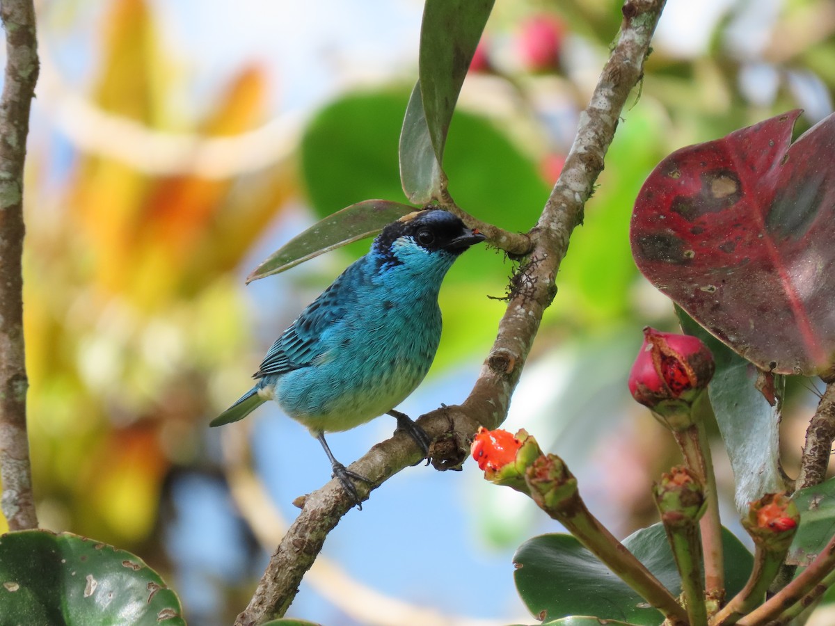 Golden-naped Tanager - ML619346248