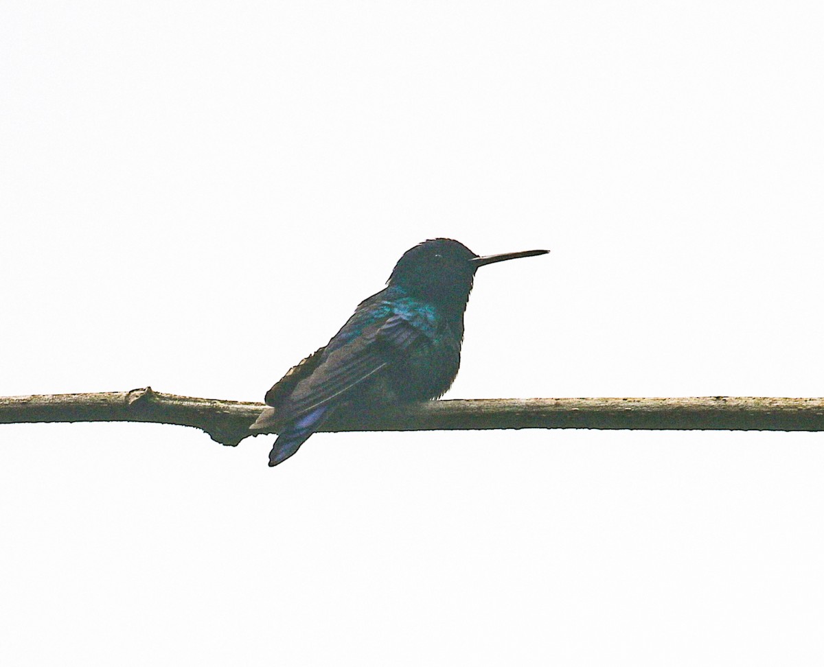 Blue-headed Hummingbird - ML619346261