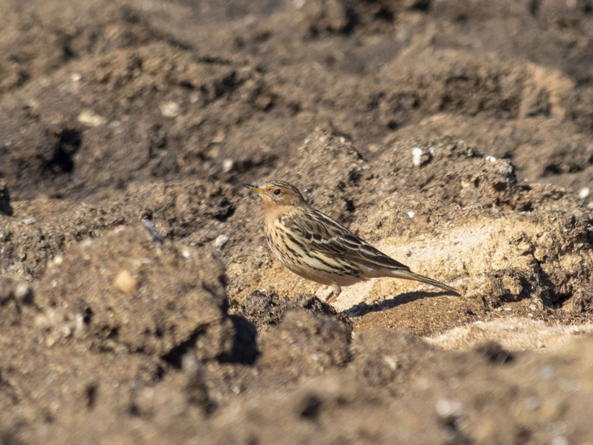 Red-throated Pipit - ML619346396