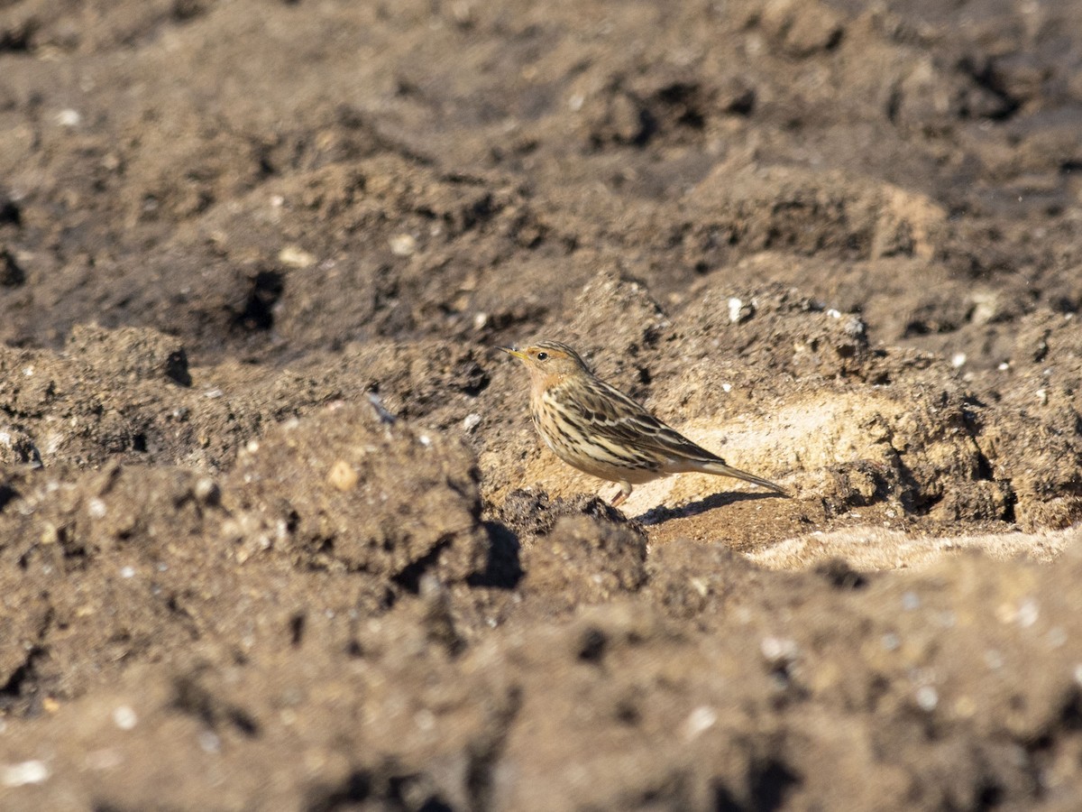 Red-throated Pipit - ML619346397