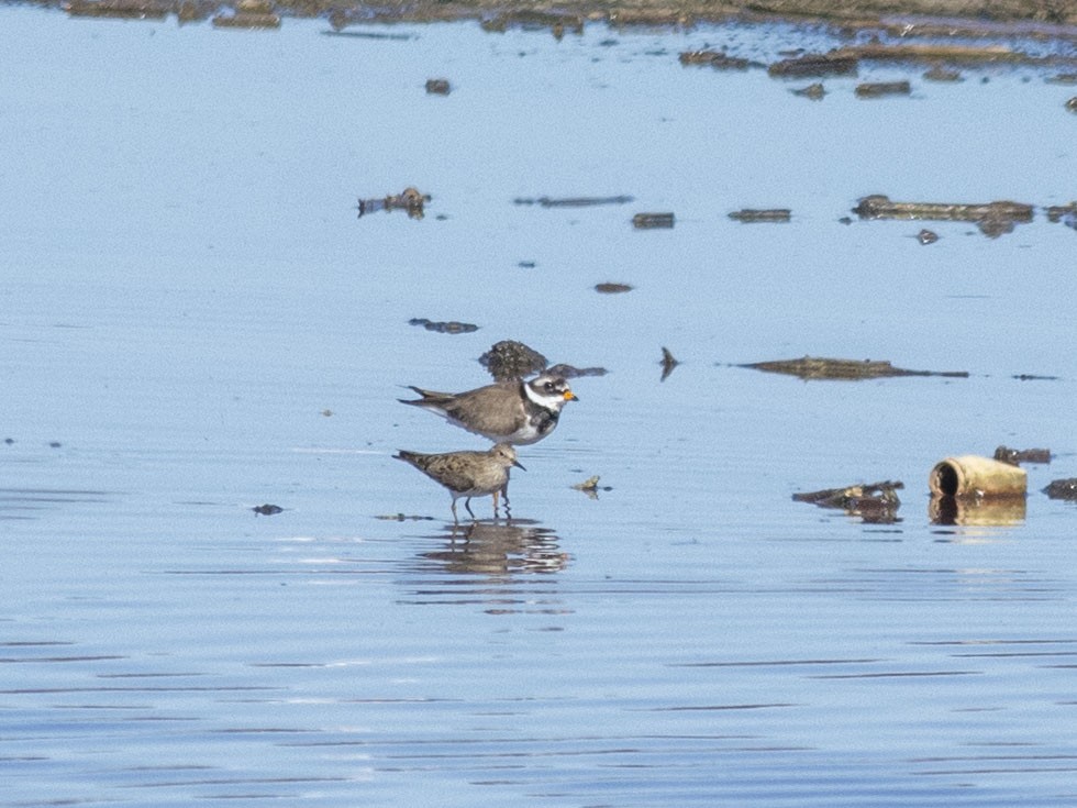 Common Ringed Plover - ML619346438