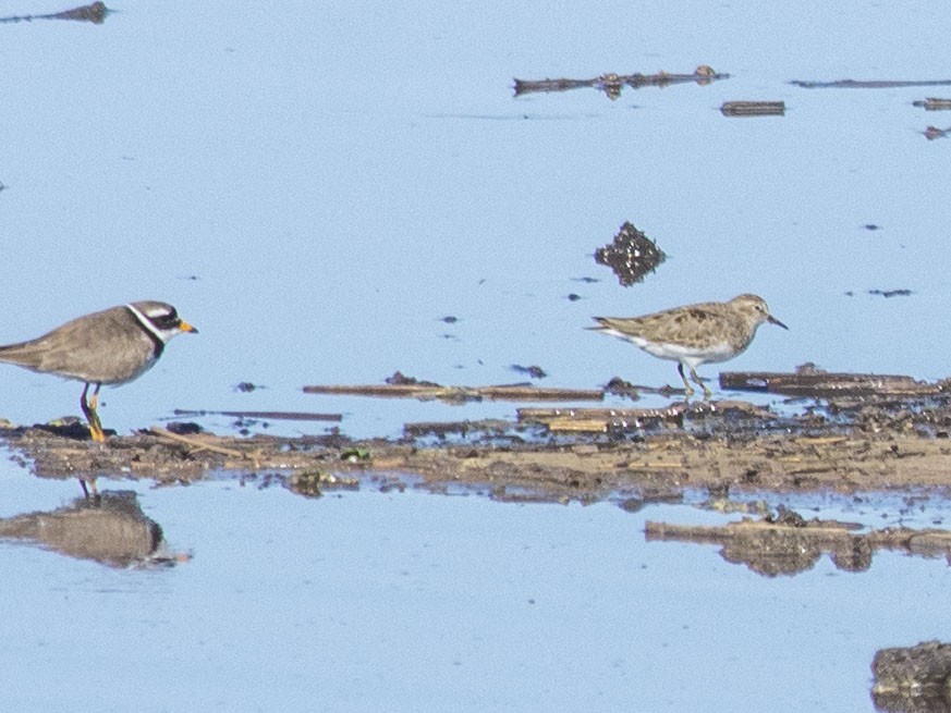 Common Ringed Plover - ML619346439