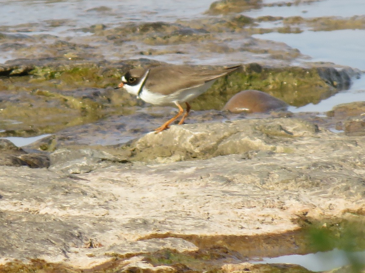 Semipalmated Plover - ML619346495