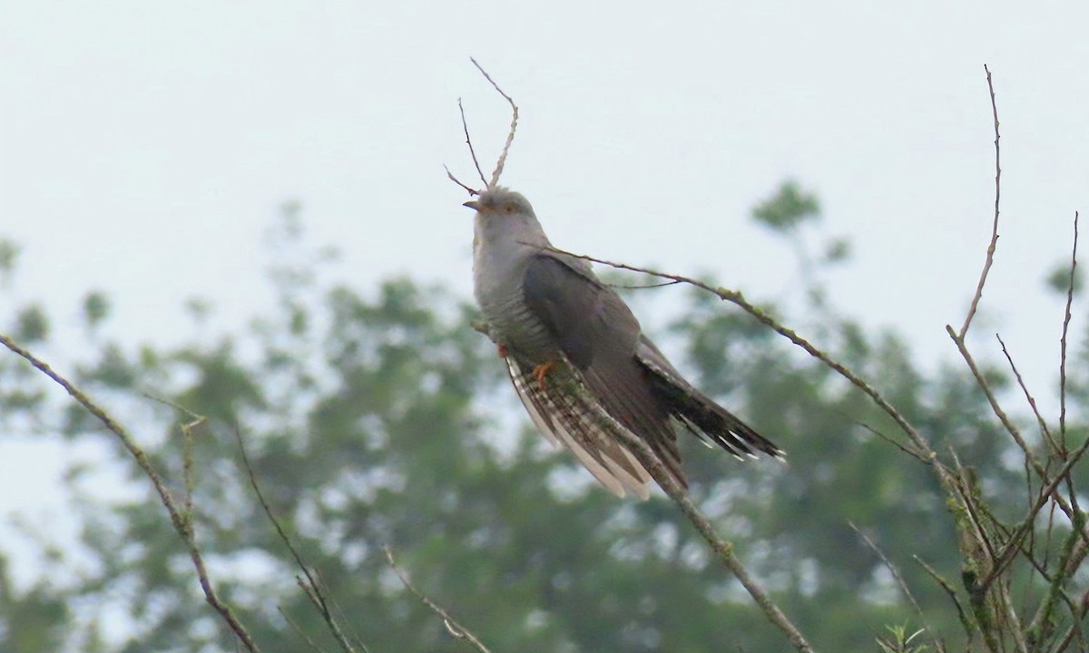 Common Cuckoo - ML619346505