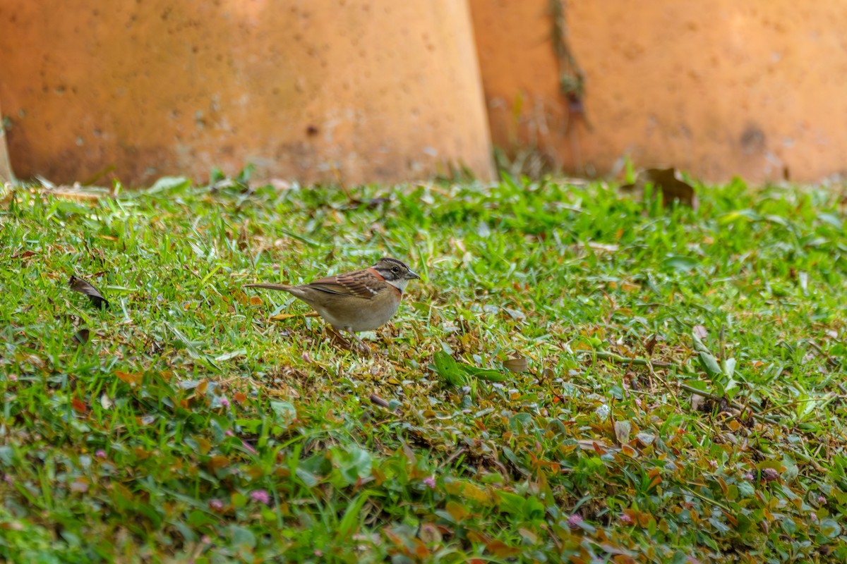 Rufous-collared Sparrow - ML619346512