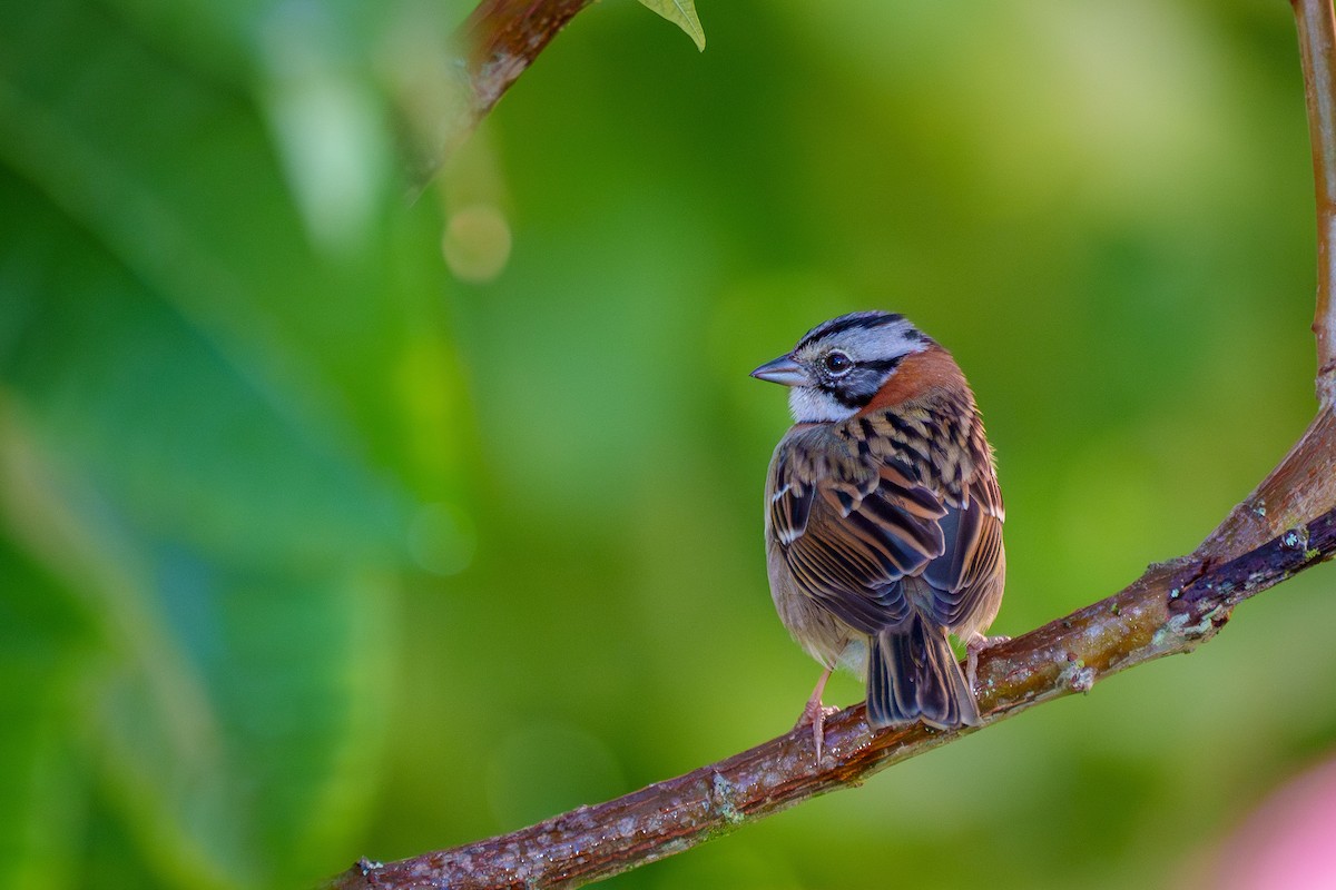 Rufous-collared Sparrow - ML619346513