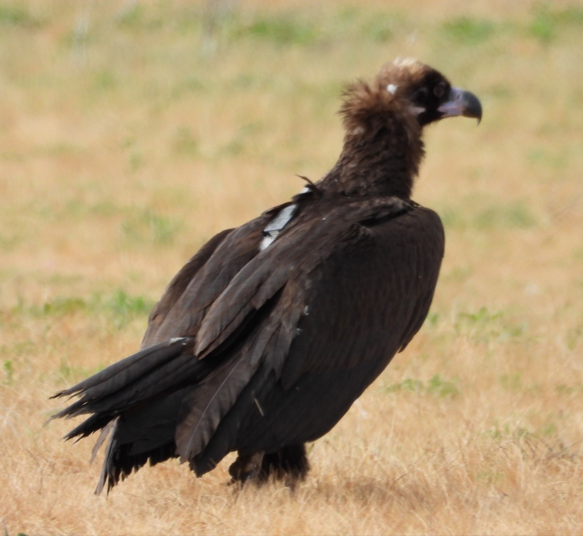 Cinereous Vulture - ML619346530