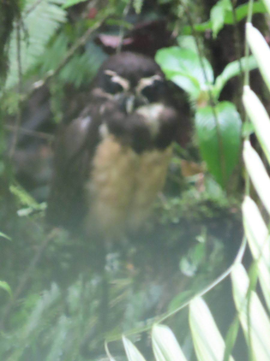 Spectacled Owl - ML619346553