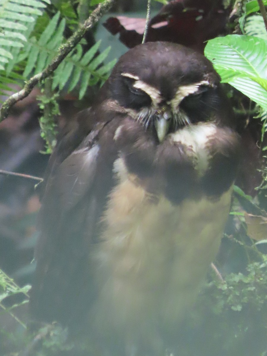 Spectacled Owl - ML619346555