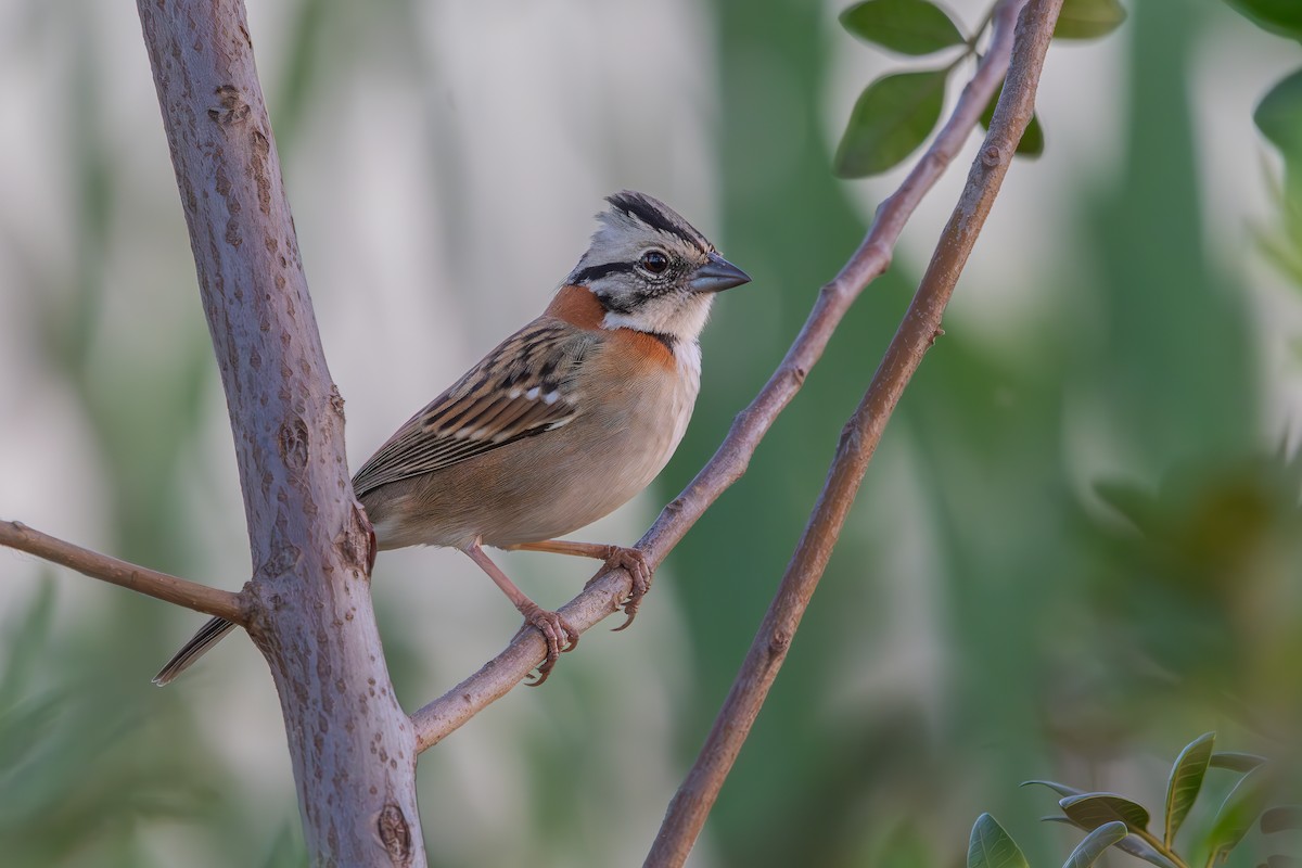 Rufous-collared Sparrow - ML619346559