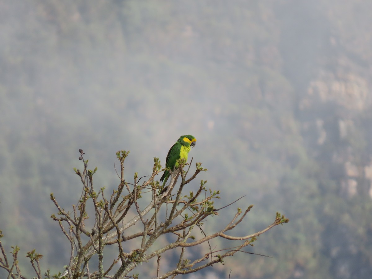 Yellow-eared Parrot - ML619346585