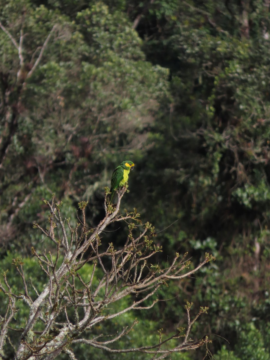 Yellow-eared Parrot - ML619346587