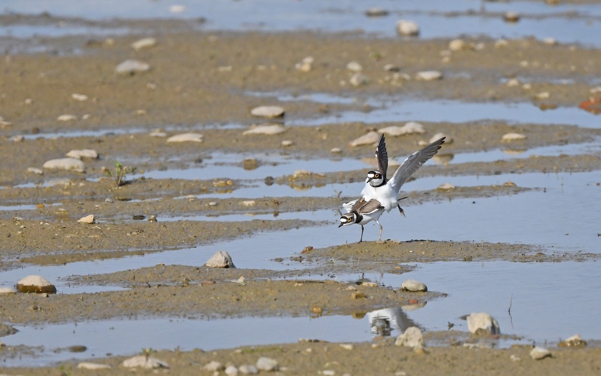 Little Ringed Plover (curonicus) - ML619346588