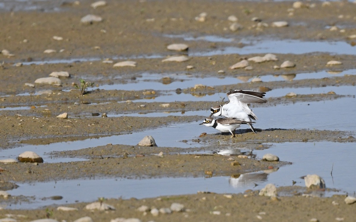 Little Ringed Plover (curonicus) - ML619346589