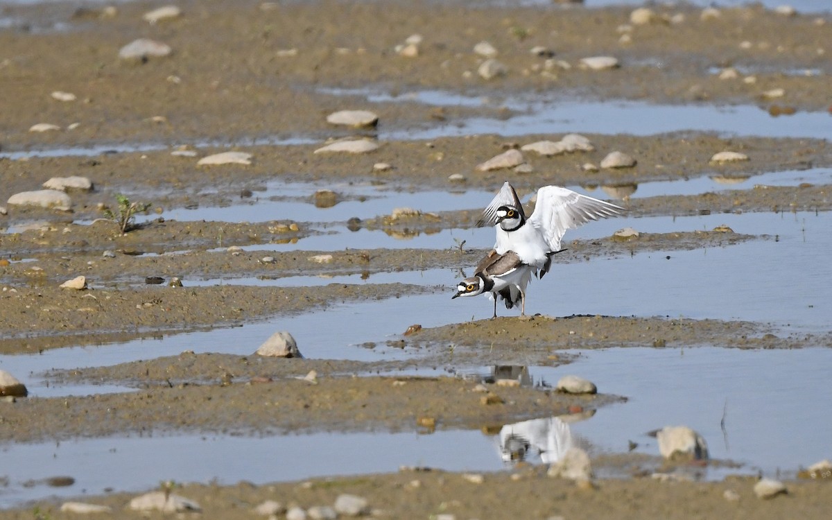 Little Ringed Plover (curonicus) - ML619346590