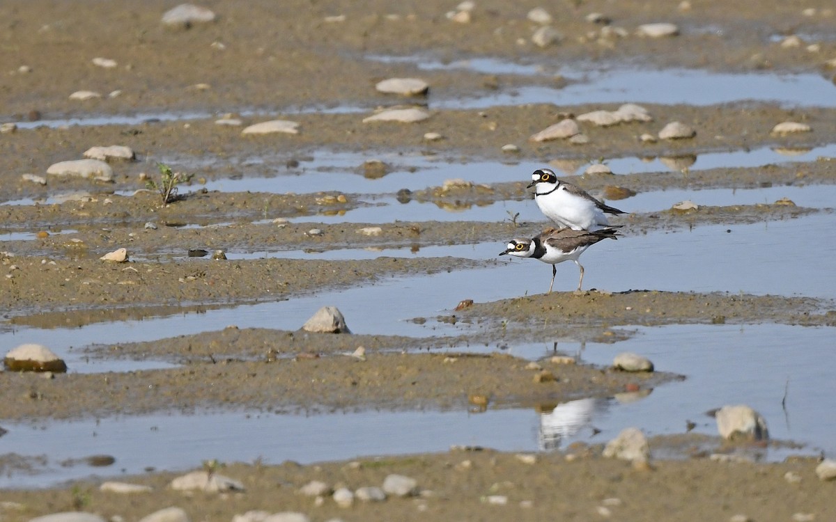 Little Ringed Plover (curonicus) - ML619346591