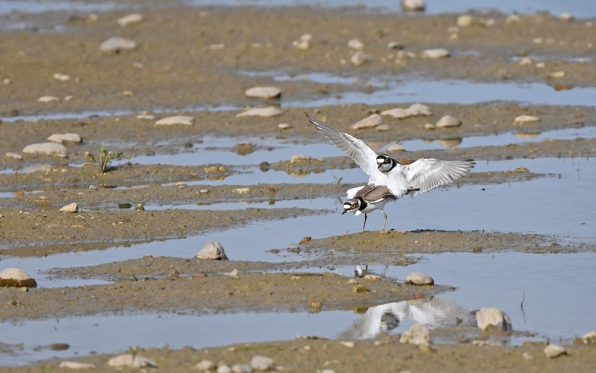 Little Ringed Plover (curonicus) - ML619346592
