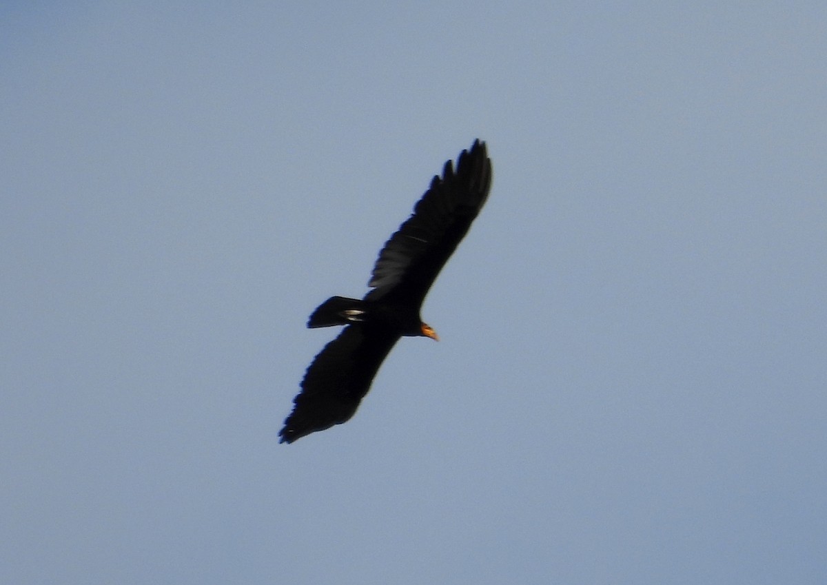 Greater Yellow-headed Vulture - ML619346596