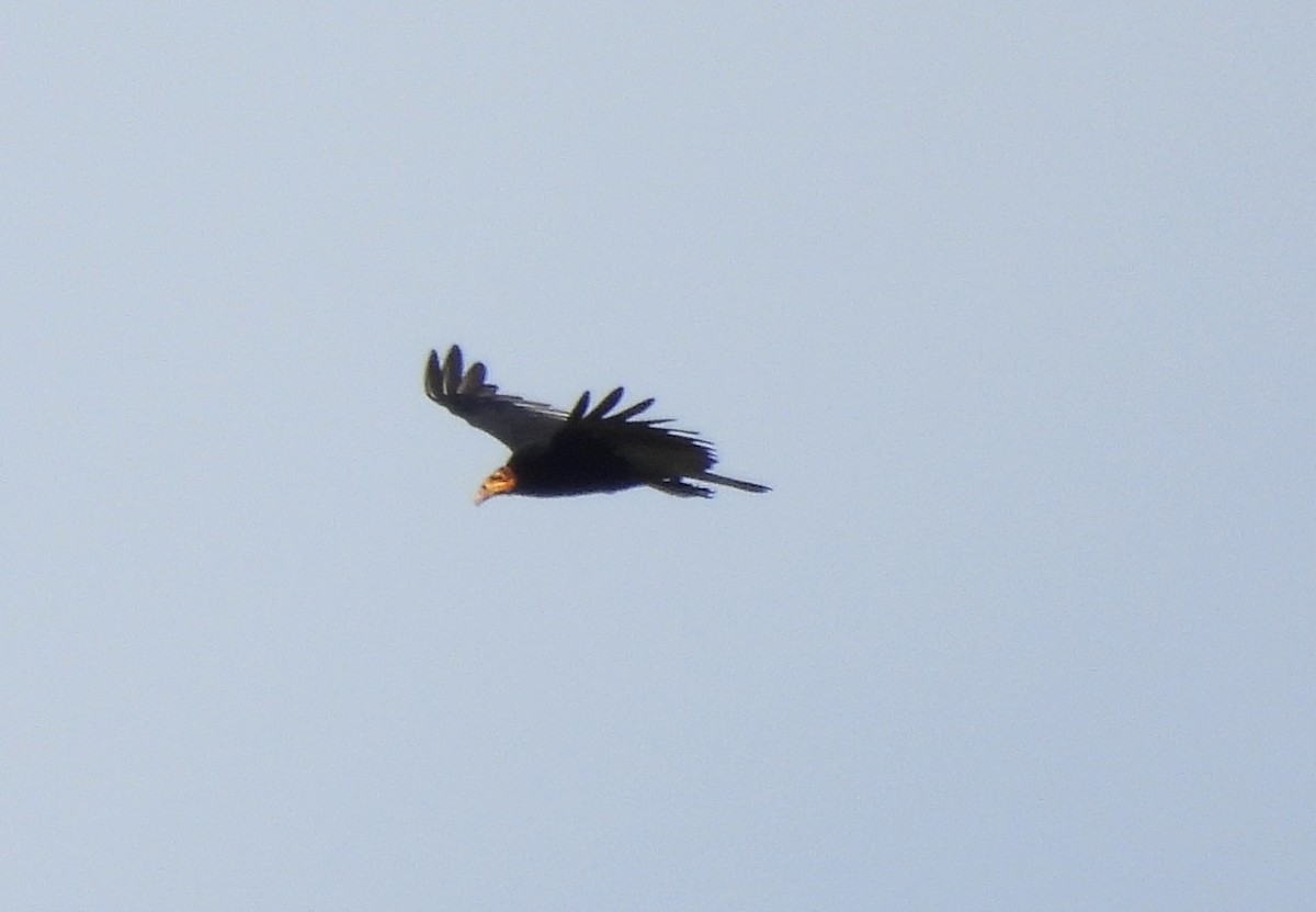 Greater Yellow-headed Vulture - ML619346598